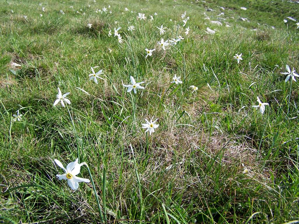 Narcissus field on Dinara