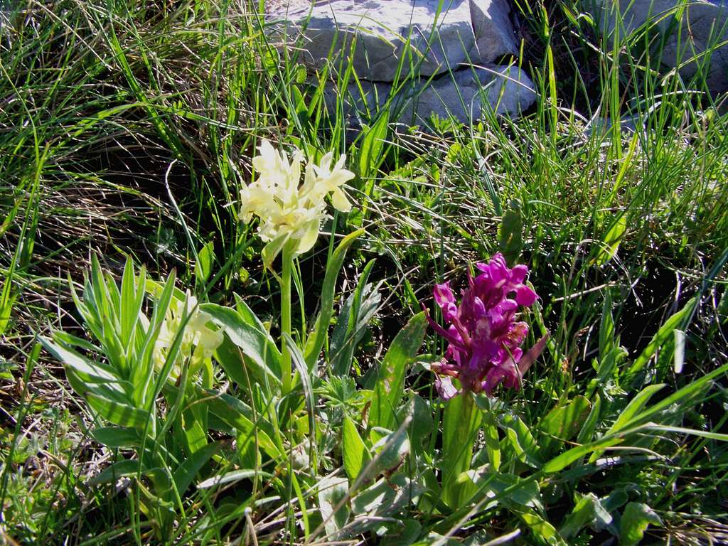 Orchids on Dinara. They are the same species!