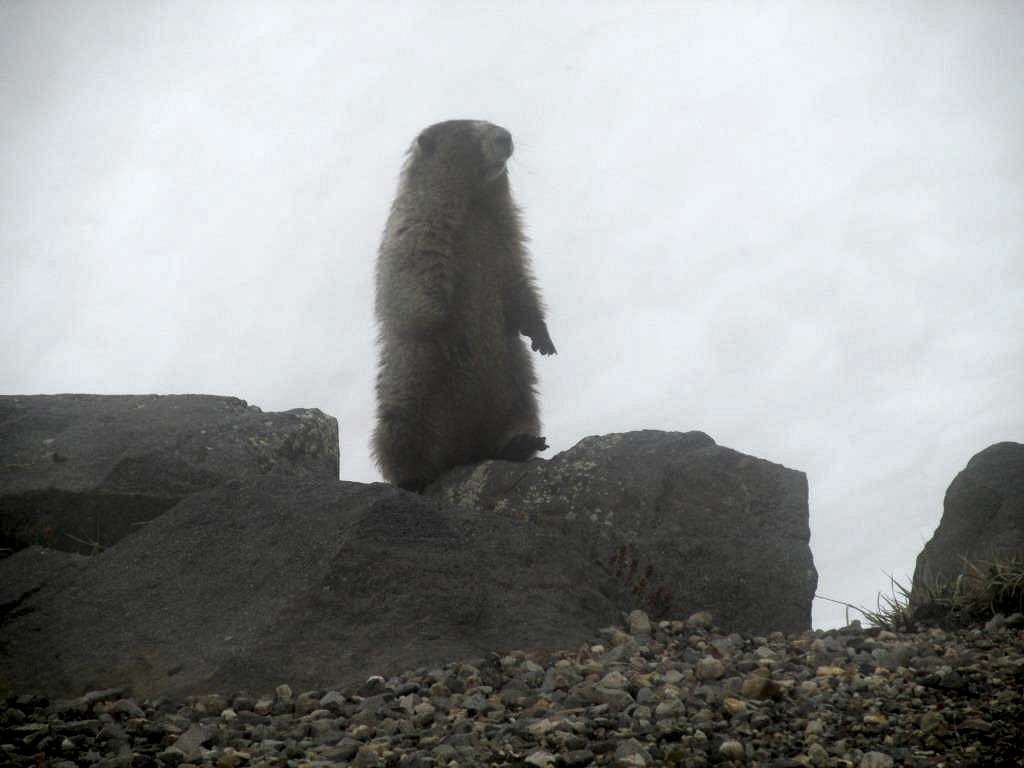 Marmot in the mist