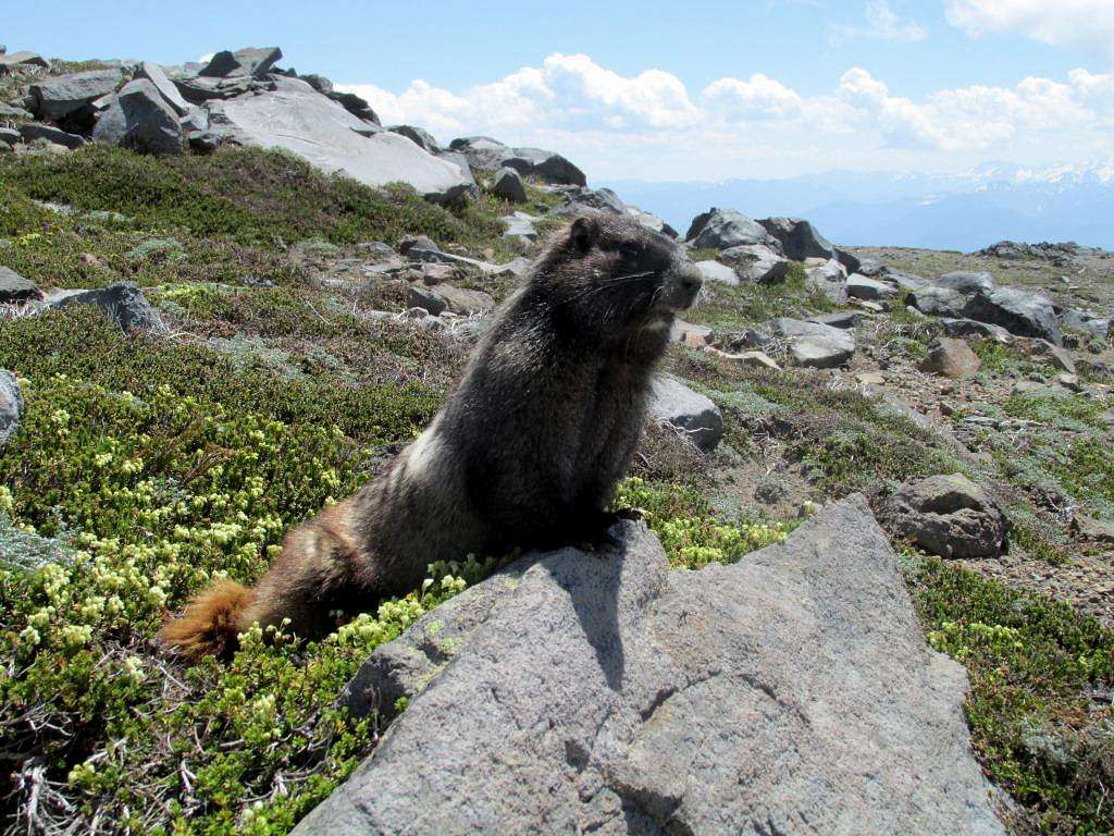 King of the Mountain?