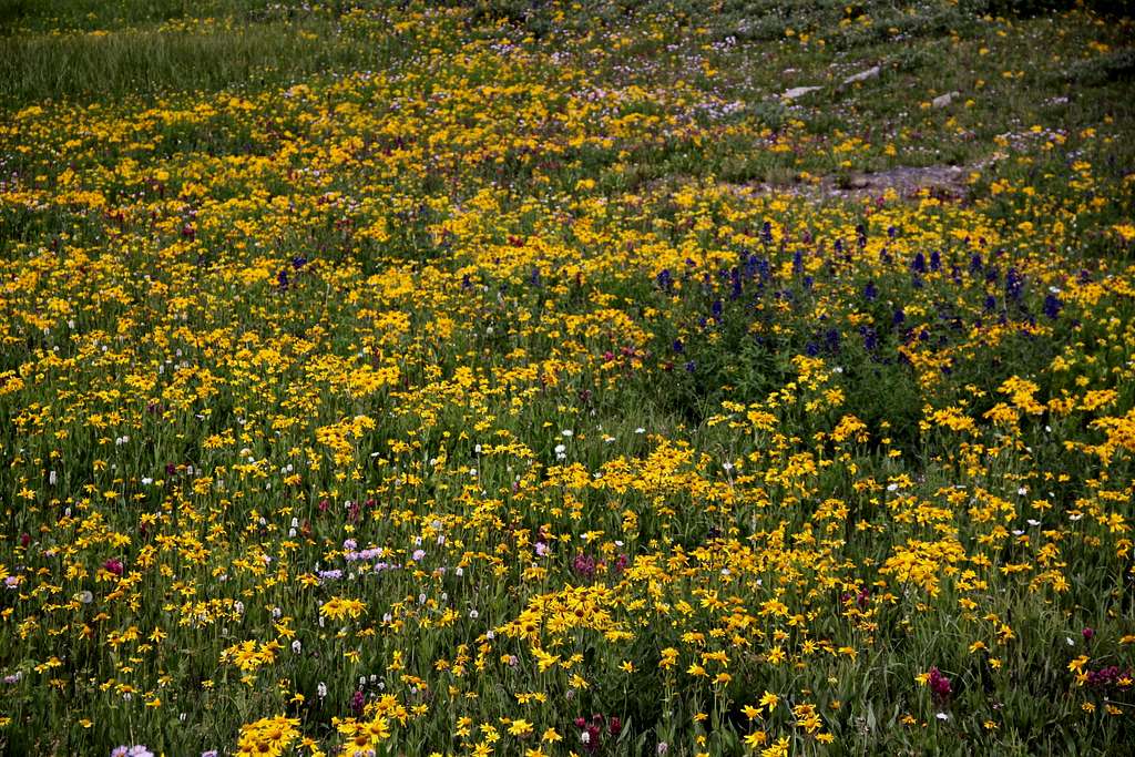 Wildflowers