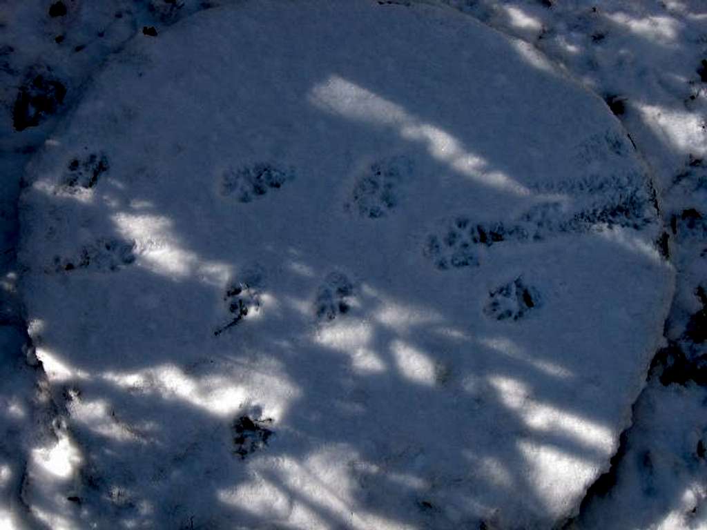 Coyote tracks. I think I...