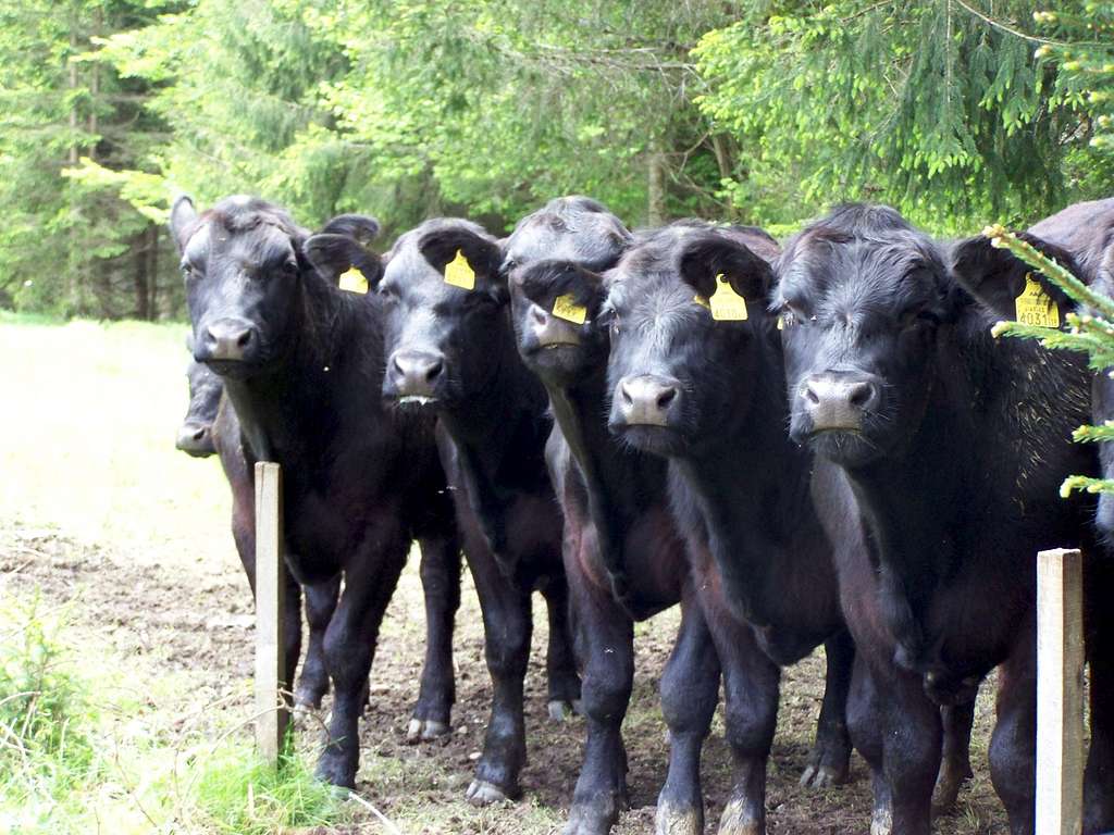 Little calves in Neuhofgraben. All in order