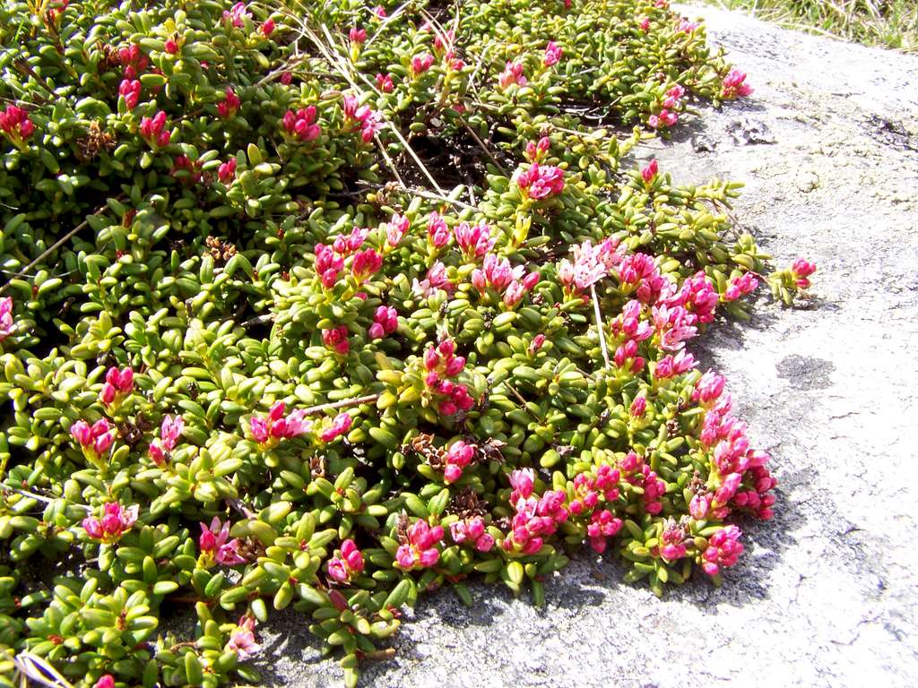 This type of plant covers Speikkogel and Lenzmoarkogel