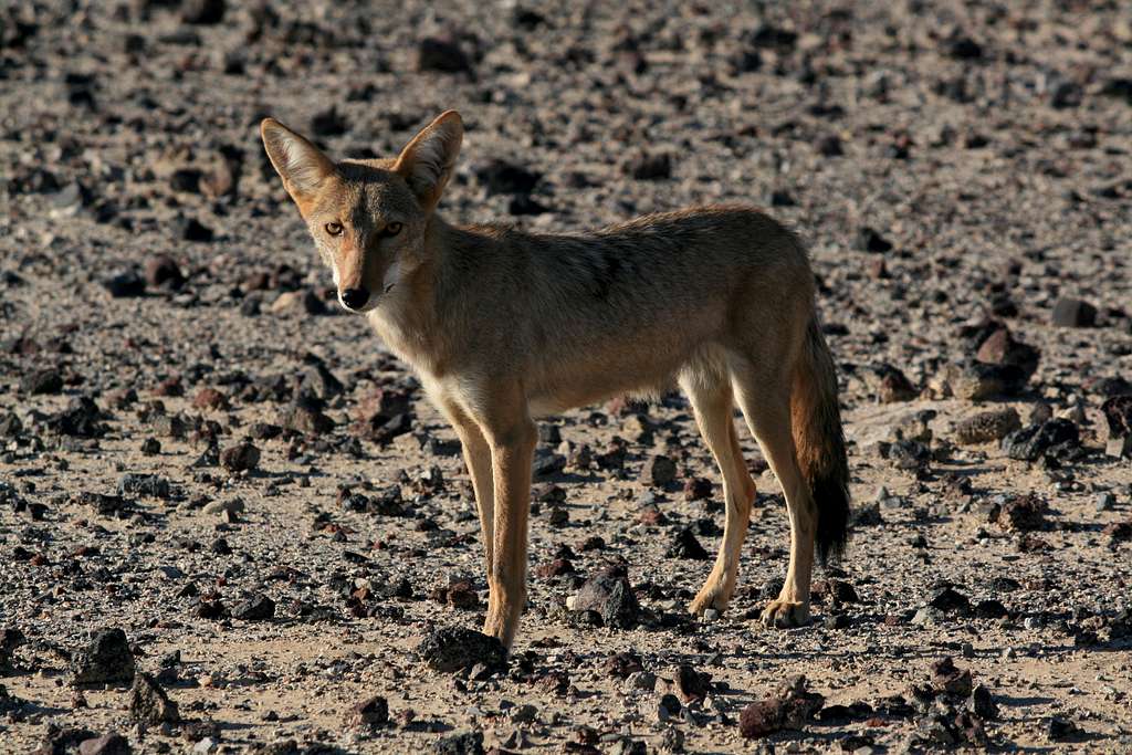 Coyote in Panamint Valley
