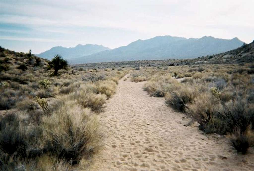 The road in Cottonwood Wash.