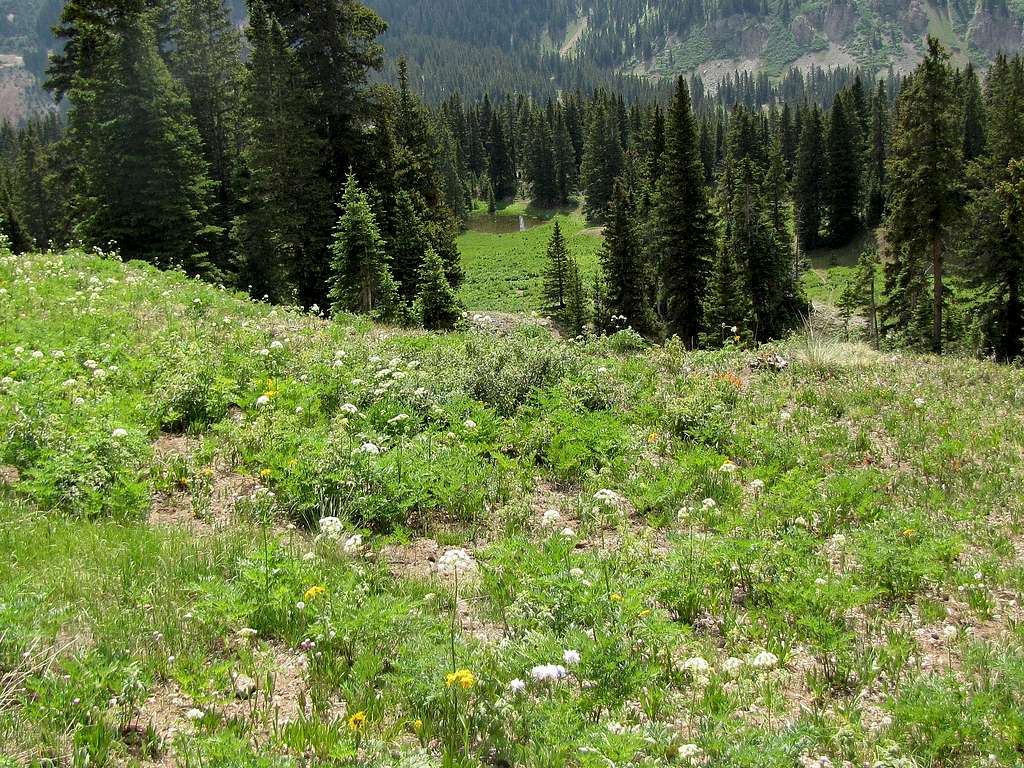 Grassy slopes above Red Mountain Pass