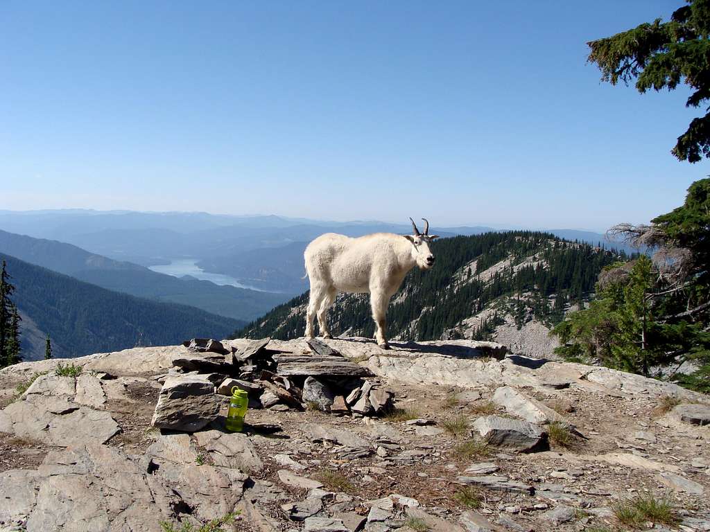 Goat at Cliff Lake