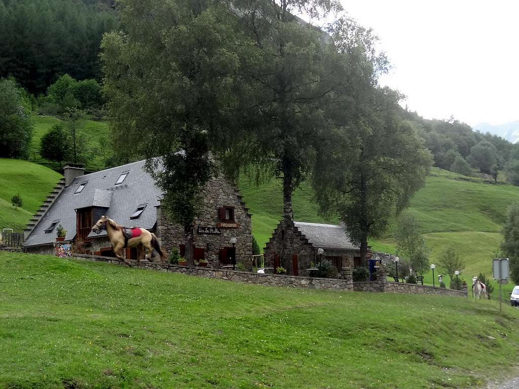 House and horses