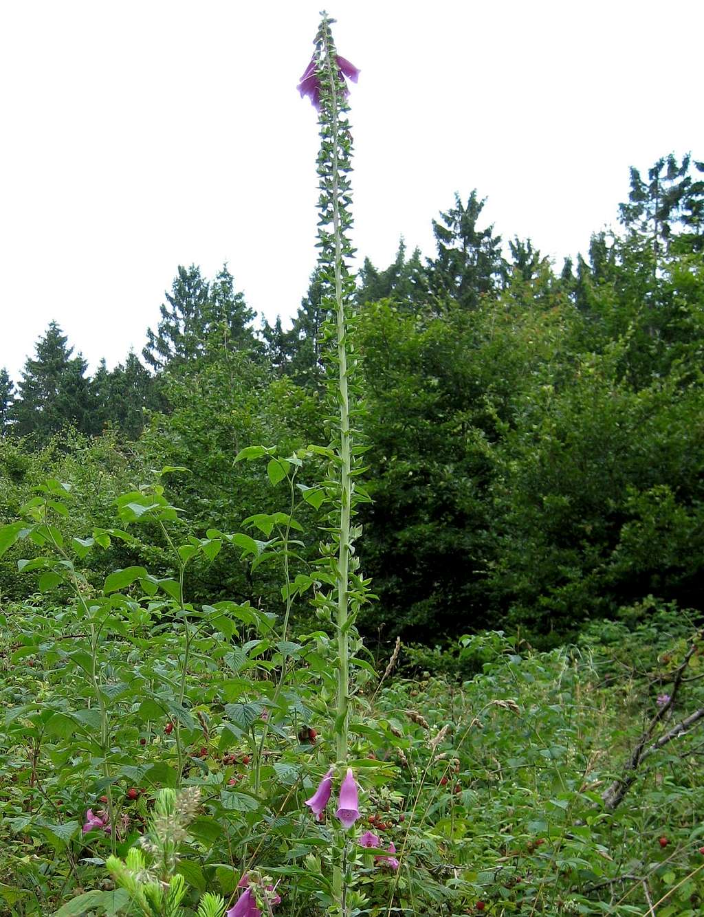 Digitalis - Fingerhut