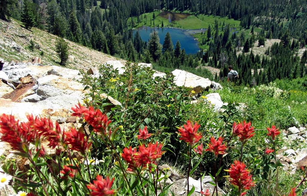 Thompson Peak Trail wildflowers