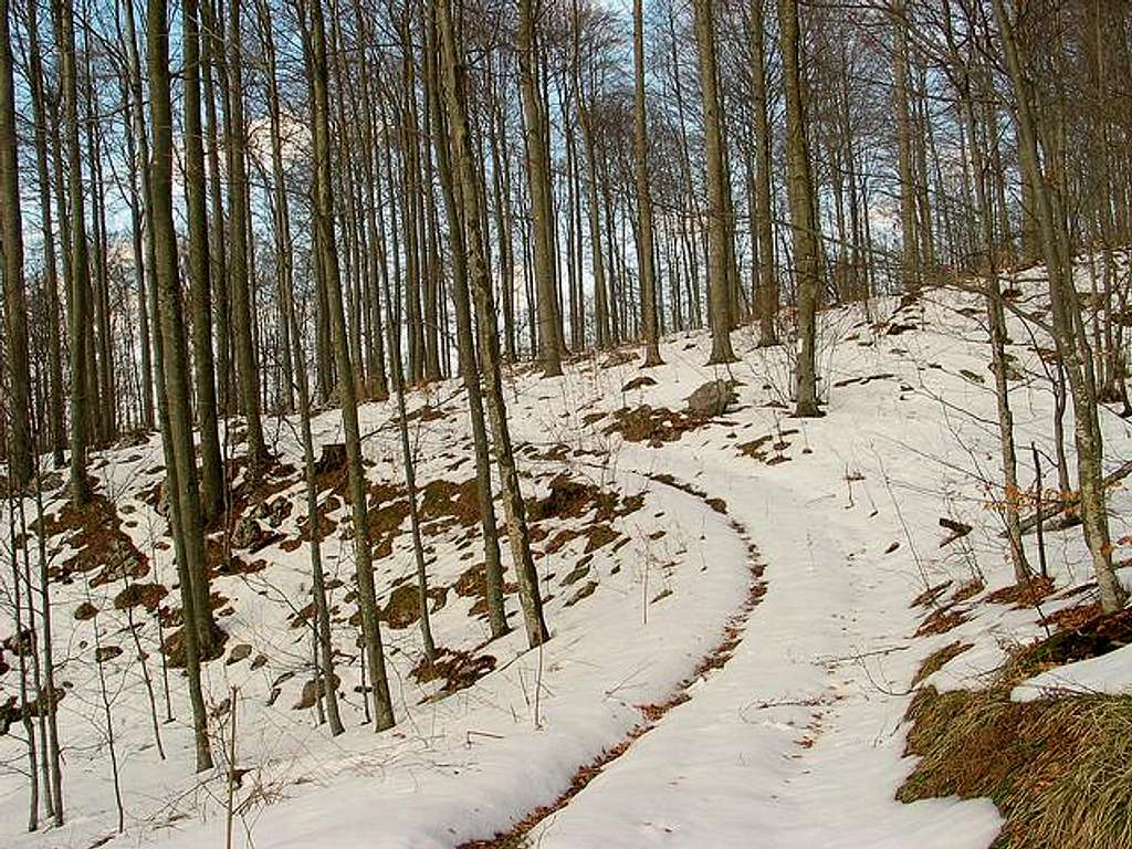 Woods near Šija