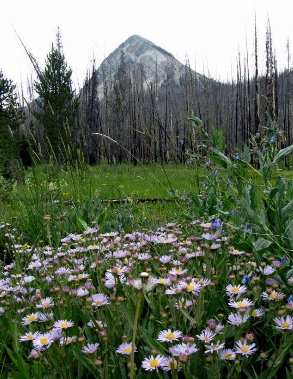 Un-named peak & wildflowers