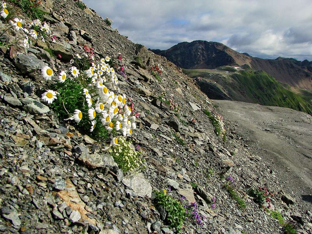 Punta Rossa/Rotlspitze with flowers