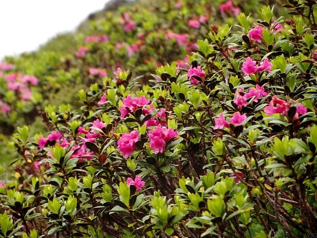 Rhododendron hirsutum, or alpenrose, and lots of them