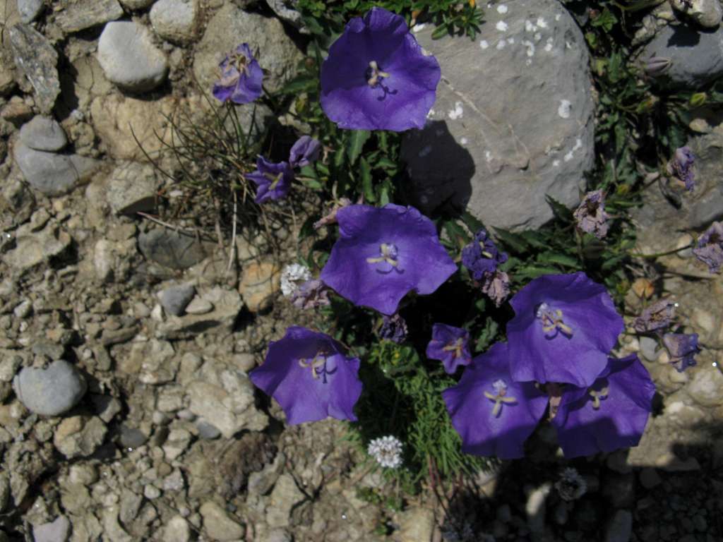 Carpathian bellflower