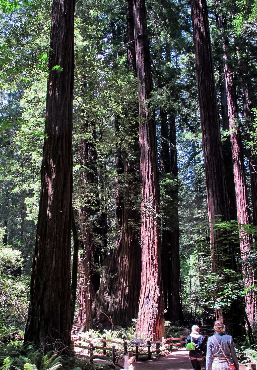 Redwoods in Muir Woods