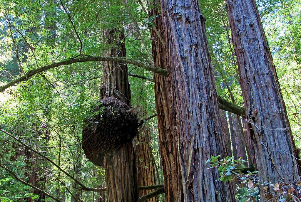 Large Redwood Burl