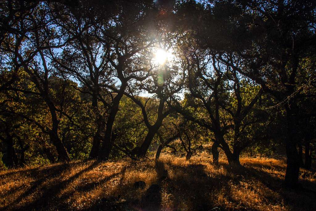 Sun through oak forest