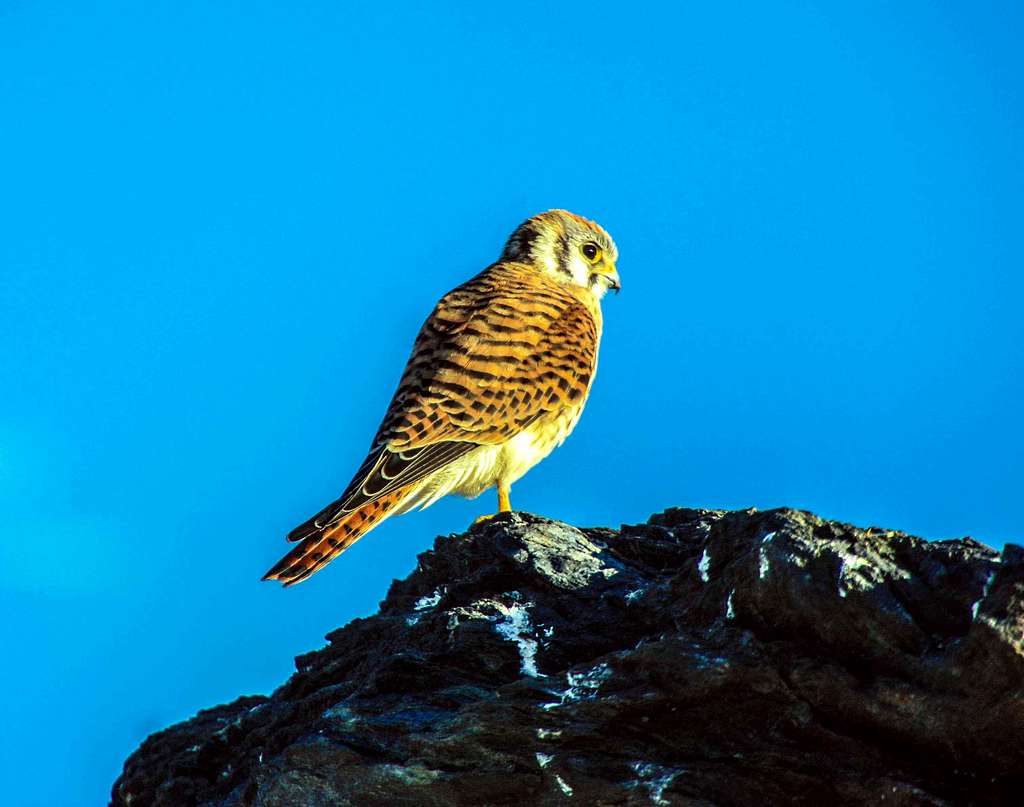 Kestrel (falcon) on Turtle Rock