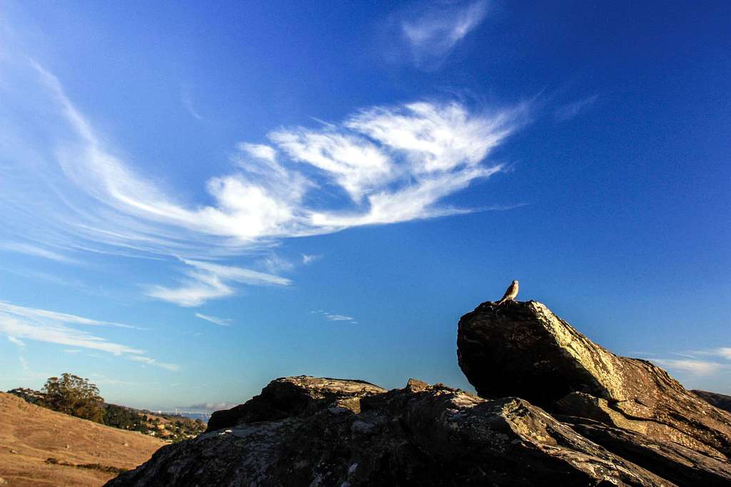 Cirrus cloud and Falcon