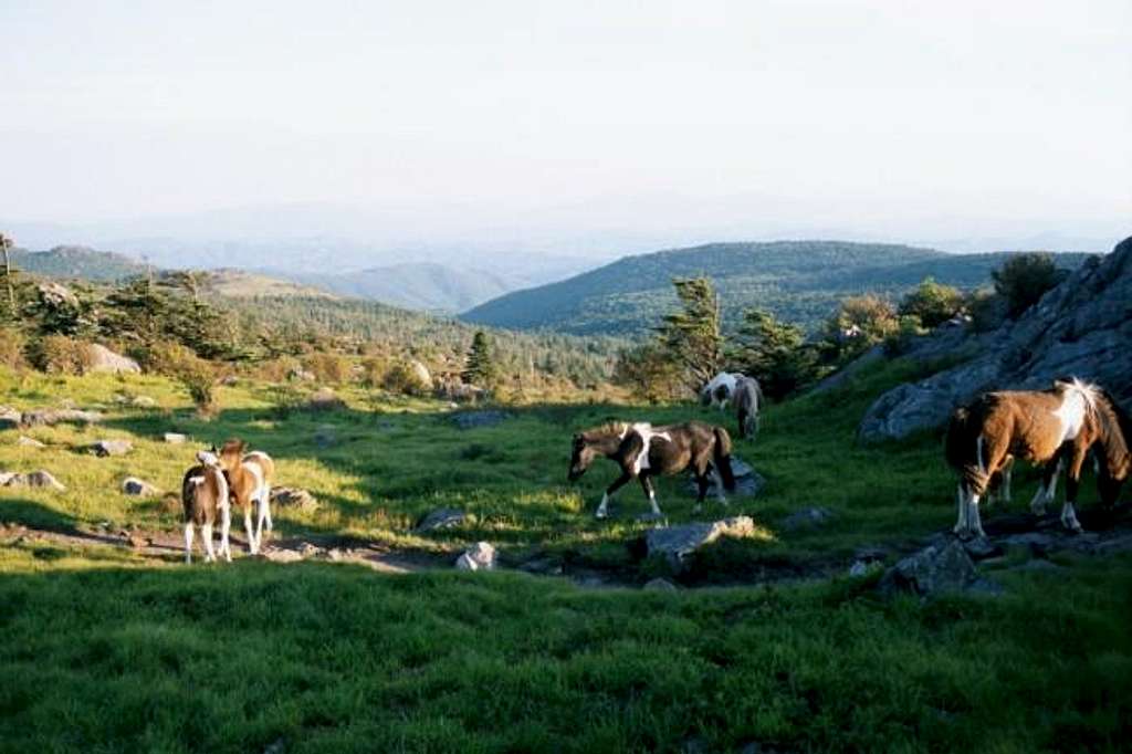 Ponies at Rhododendron Gap