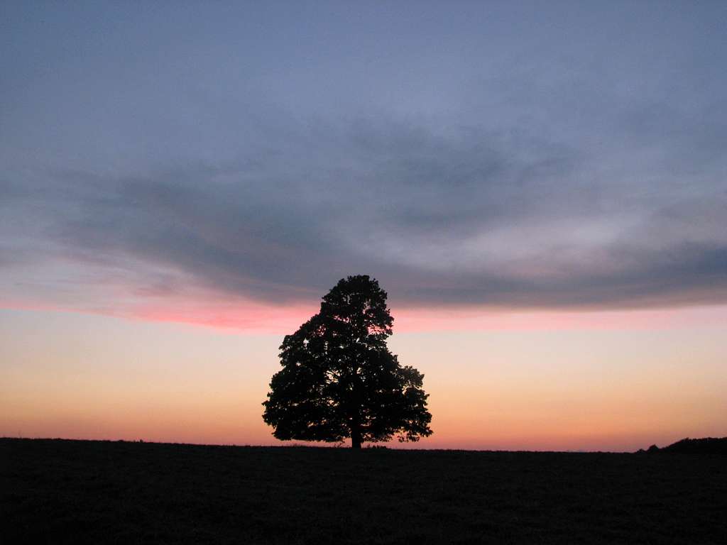 Lone Maple