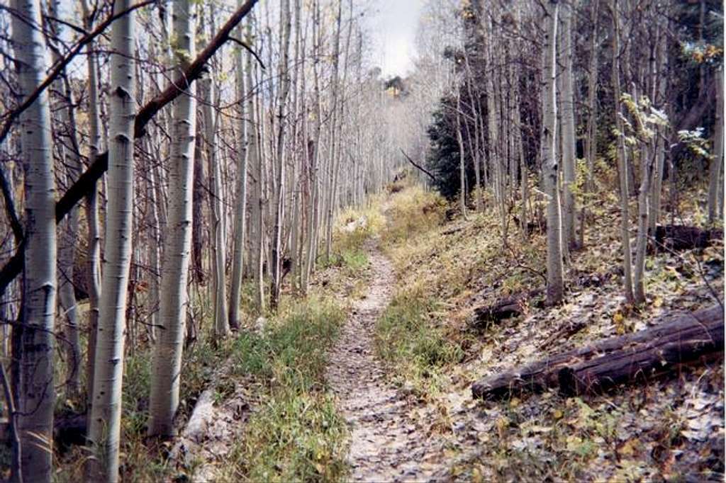 A view of the trail as it...