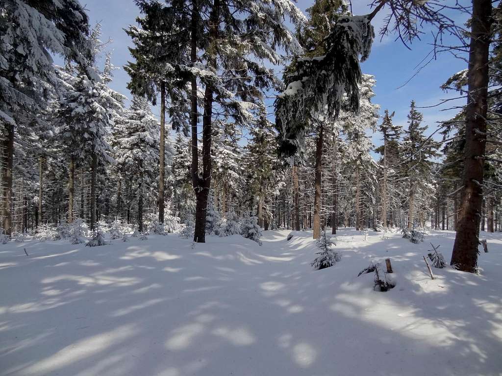 White forest