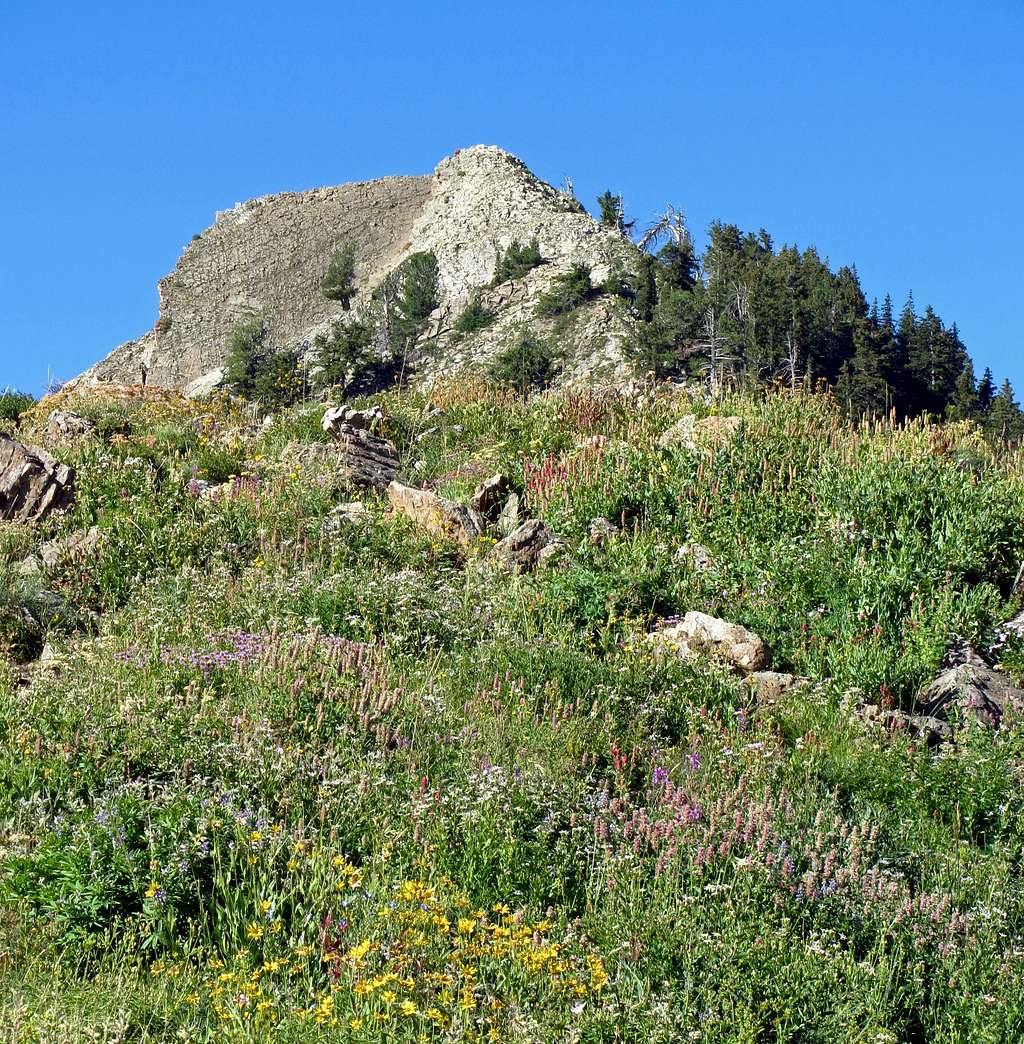 Mount Raymond over wildflowers