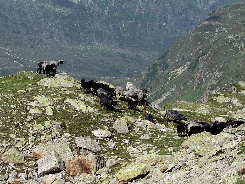 A herd of sheep near Bielerkopf