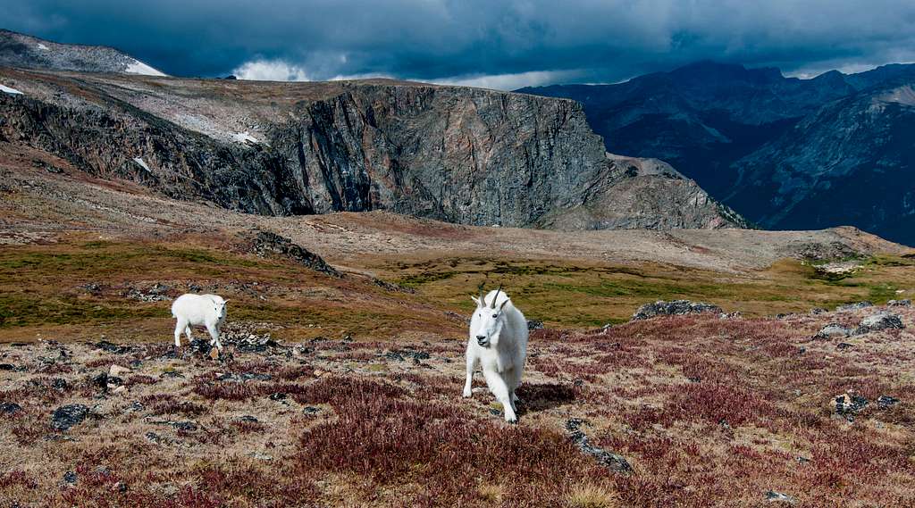 Mountain goats on the FTD Plateau
