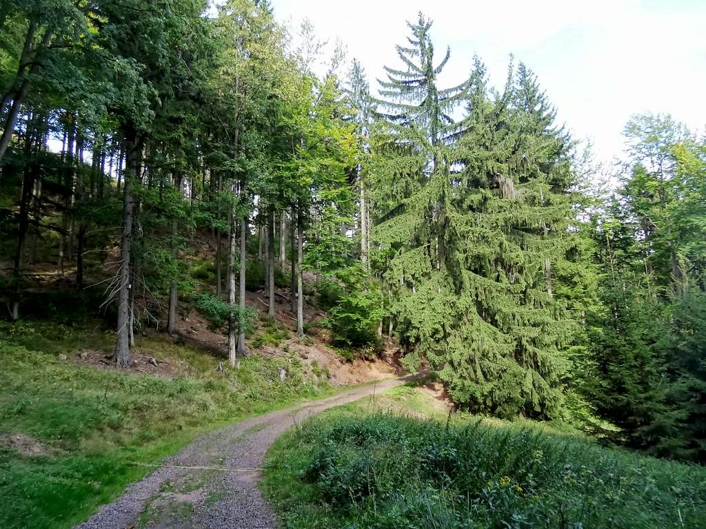 Trail east from Waligóra