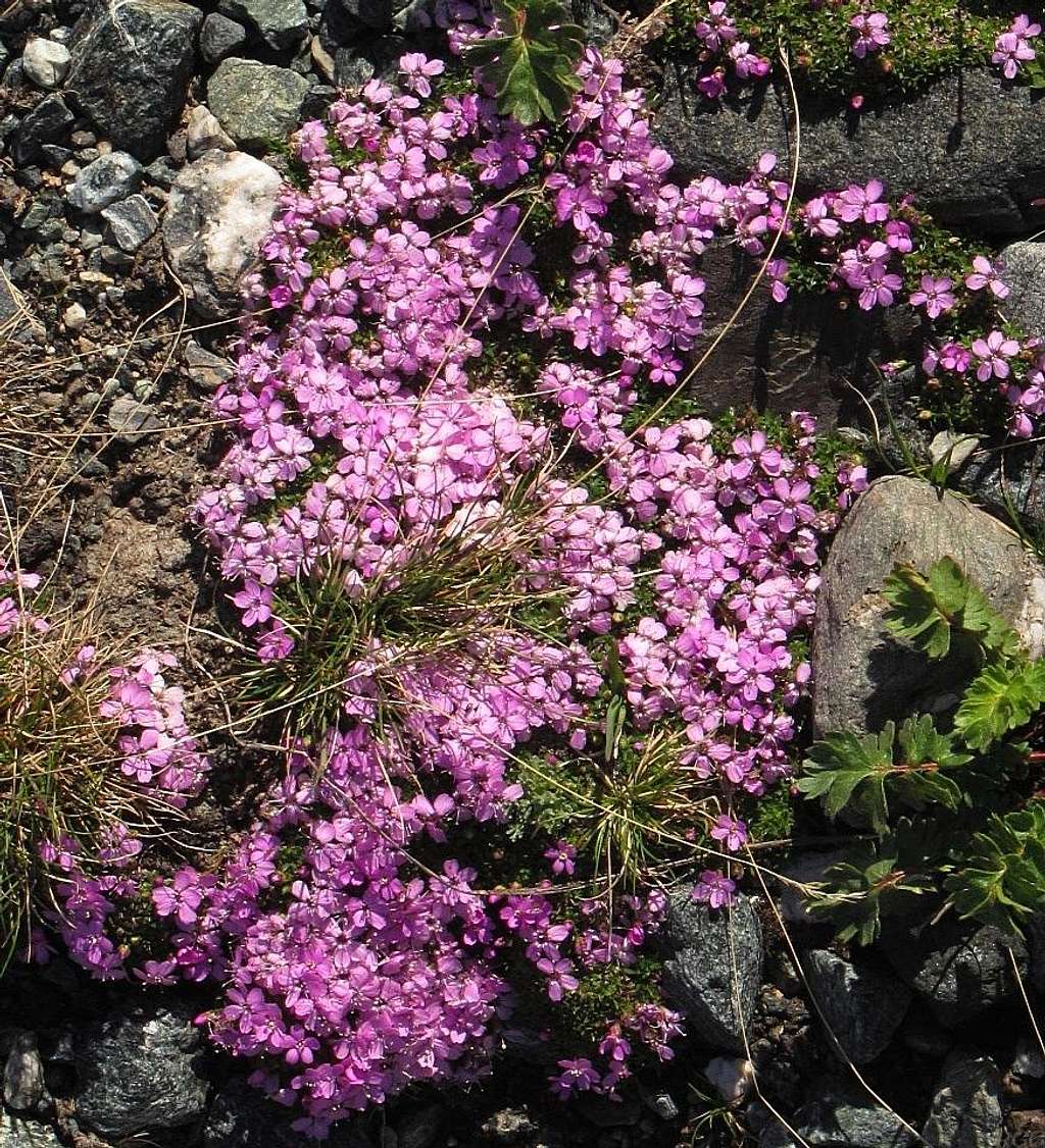 Tiny flowers covering the rocks