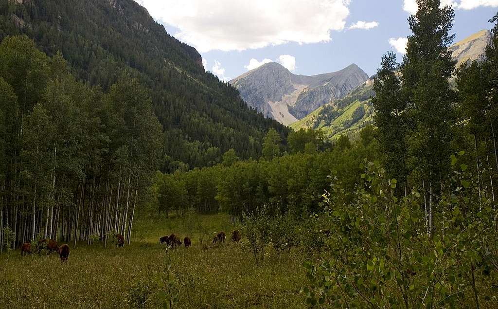 Cows on West Snowmass Trail