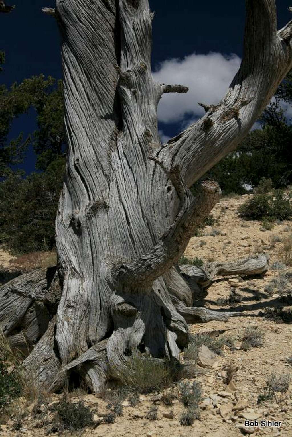 Dead Tree Detail on Cundick Ridge