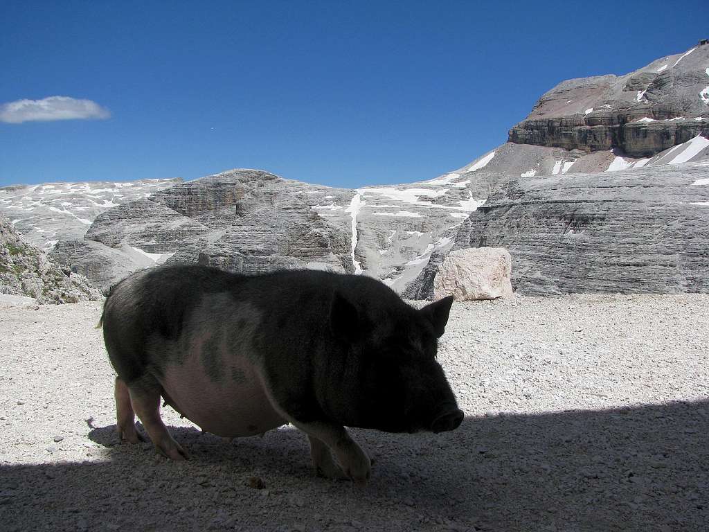 Pig mountaineer