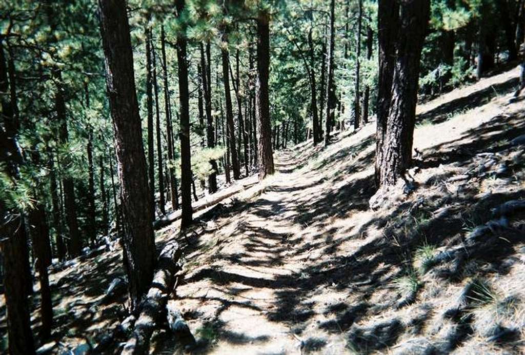 A typical view of the trail...