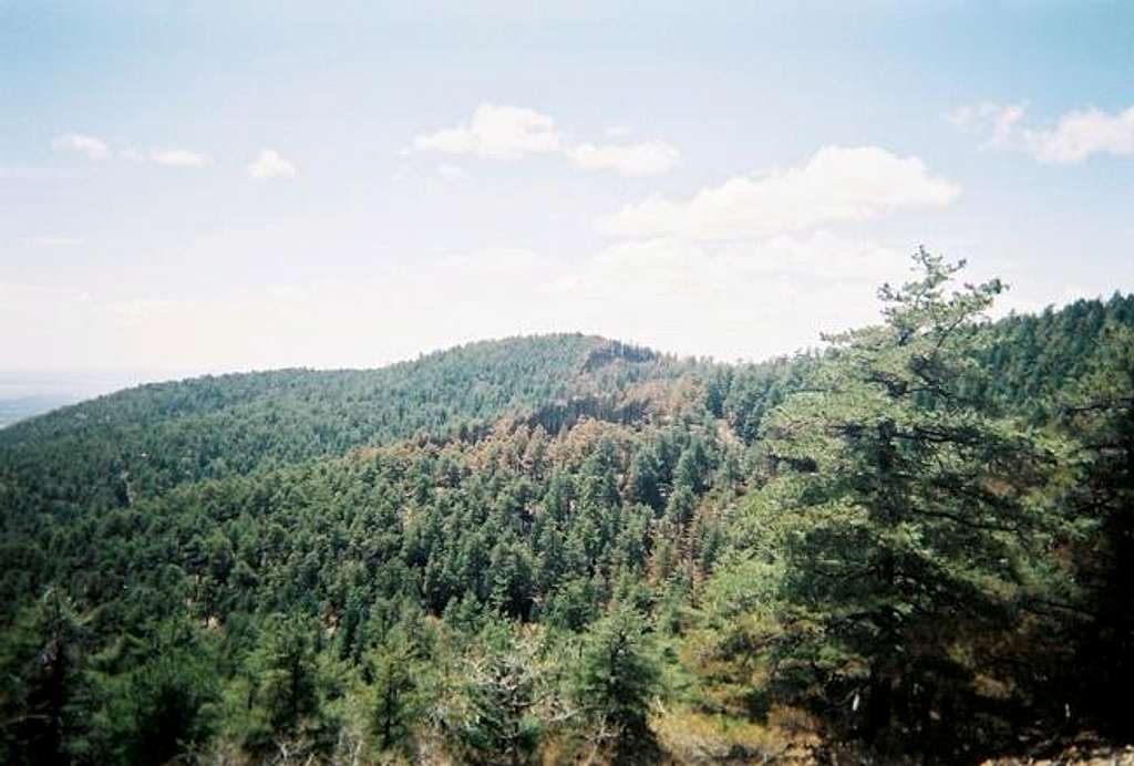 The forest near Gallinas Peak.