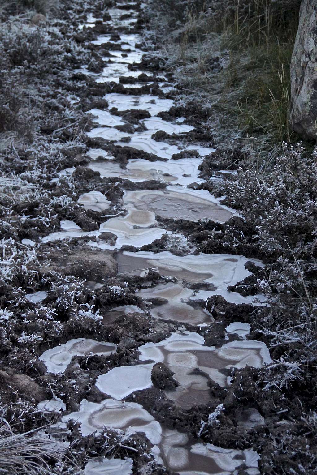 Frozen marshy trail