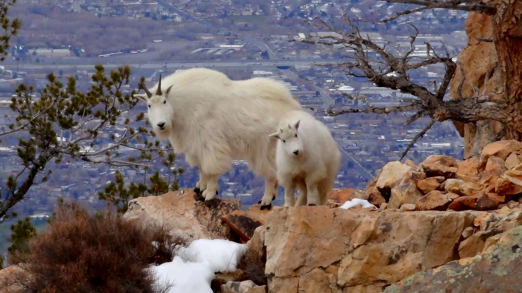 Olympus Goats.