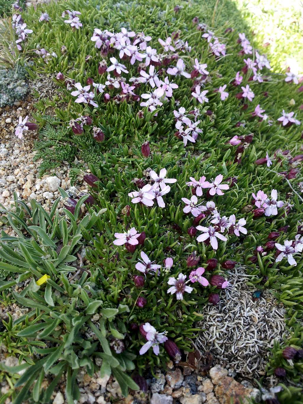 Pretty Alpine Flowers
