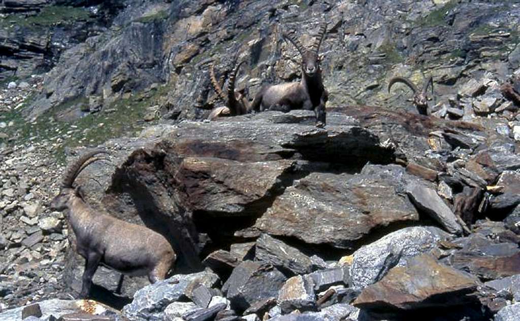  Steinbocks (Capra ibex) at the foot of the moraine leading to Money bivouac
