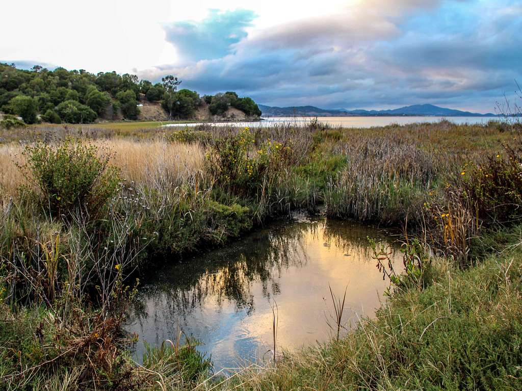 Tidal marsh at China Camp