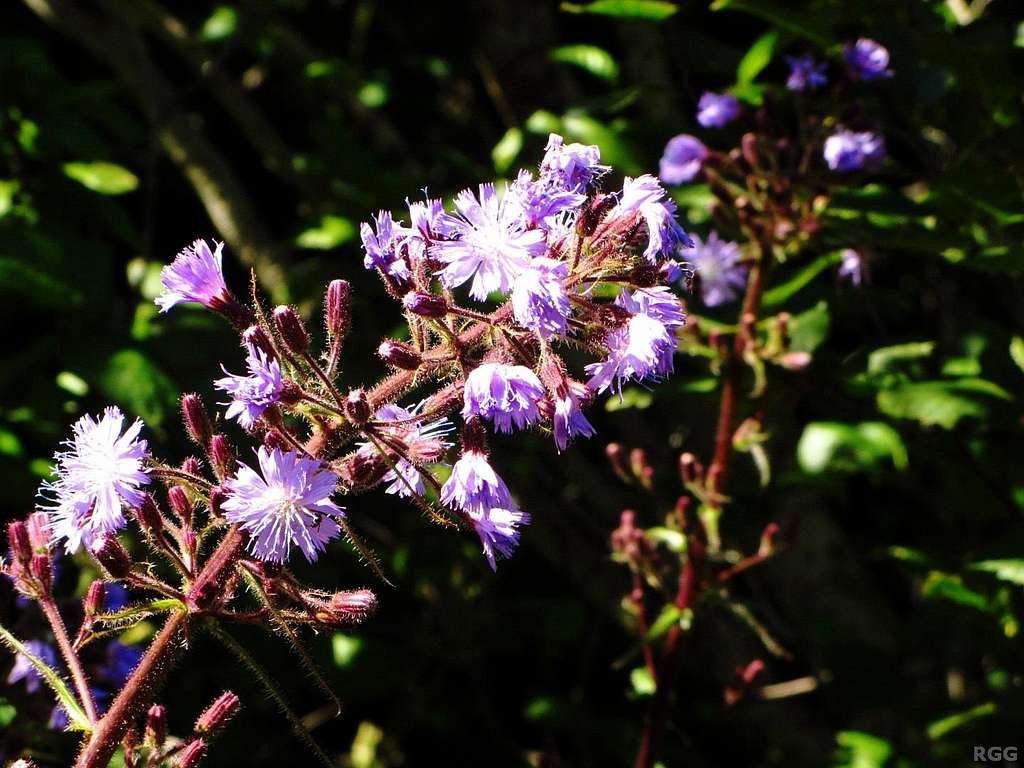 Flowers along the route to the Breitspitze