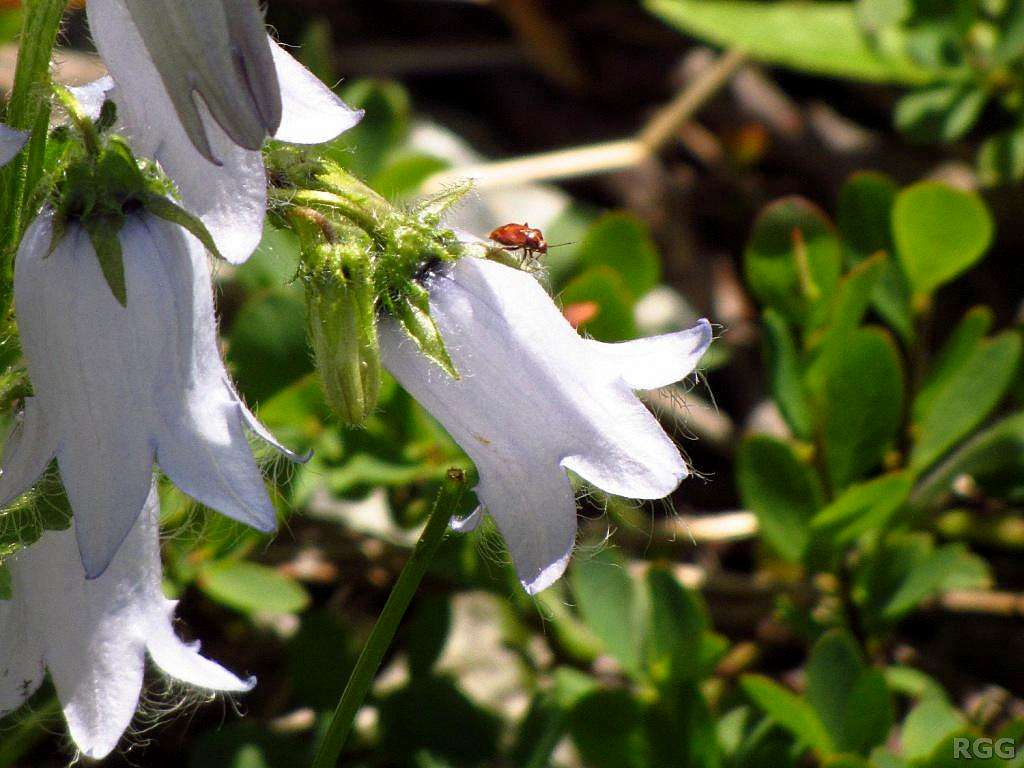 A ladybug on an alpine bellflower (<i>Campanula alpina</i>)