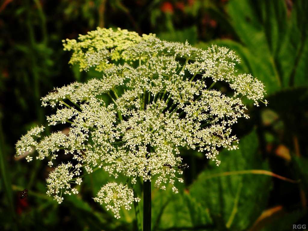 Hogweed in the Alps