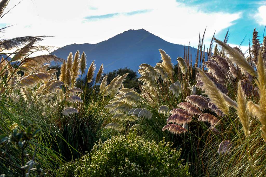 Mt. Tam from the pampas grass jungle