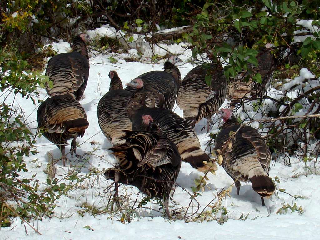Wild Turkeys after October Snow