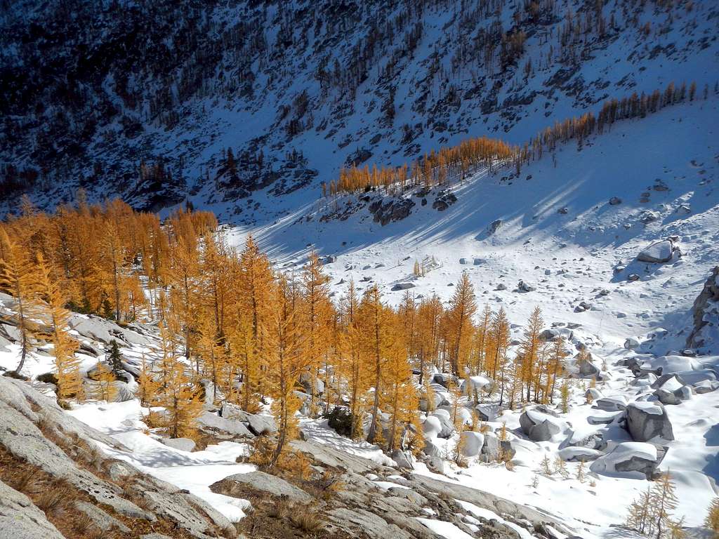 Larches Below Prusik Pass
